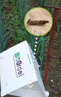 Pheromone trap Leek moth | Leek moth trap (Acrolepiopsis assectella)