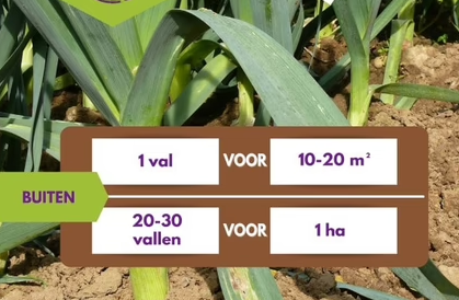 Pheromone trap Leek moth | Leek moth trap (Acrolepiopsis assectella)