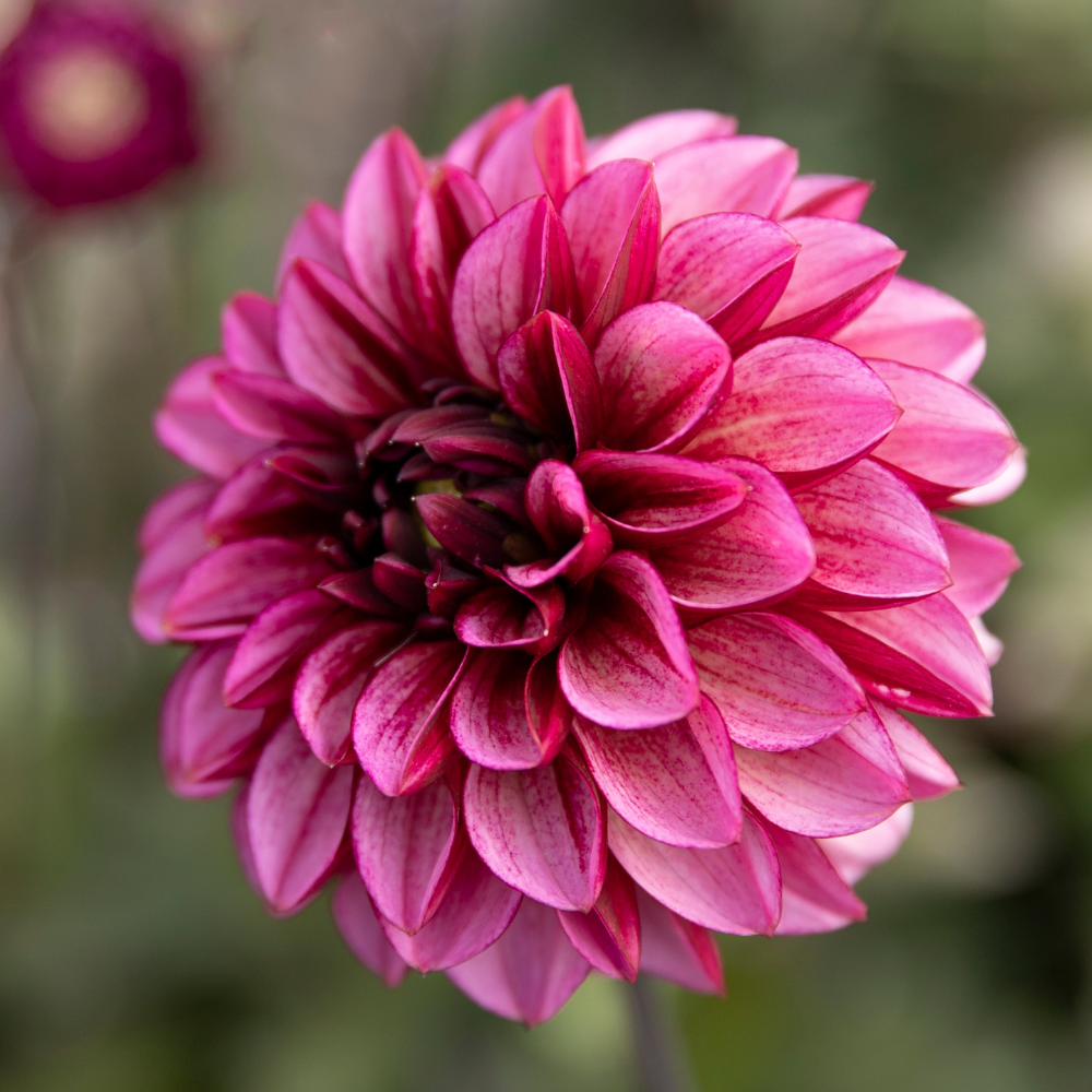 Dahlia 'Seniors Hope'