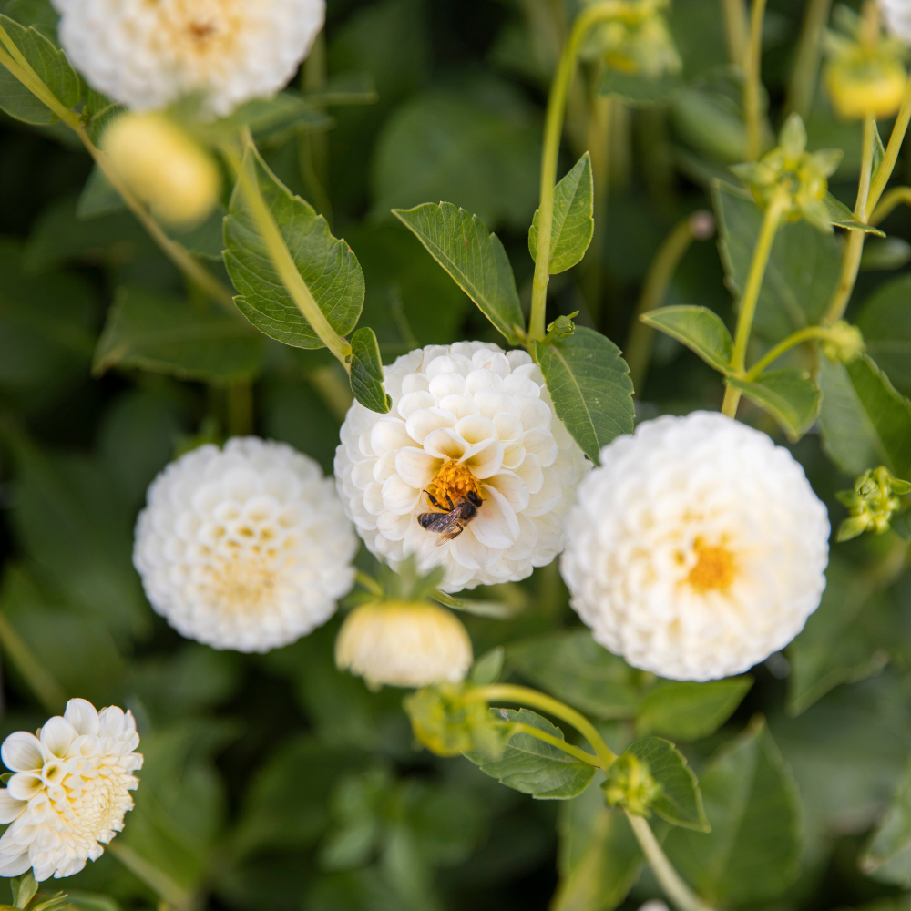 Dahlia 'Flocon de neige'