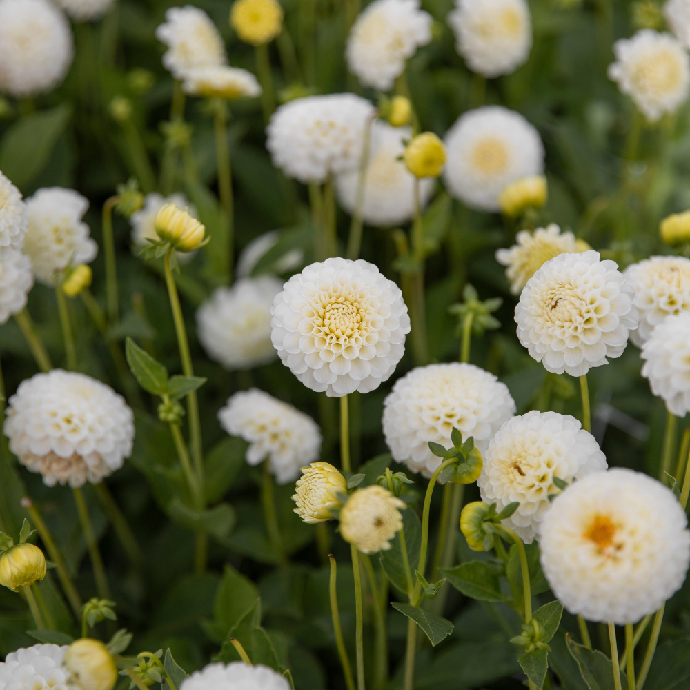 Dahlia 'Flocon de neige'
