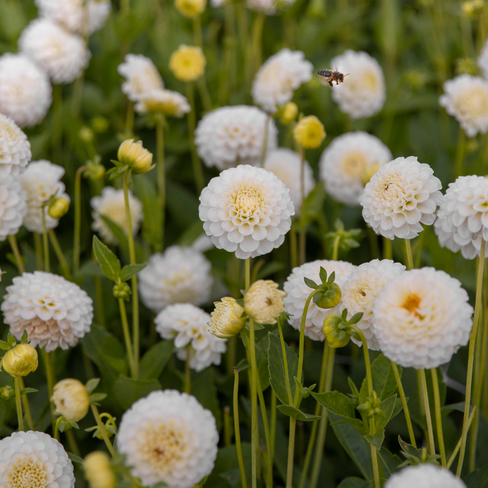 Dahlia 'Flocon de neige'