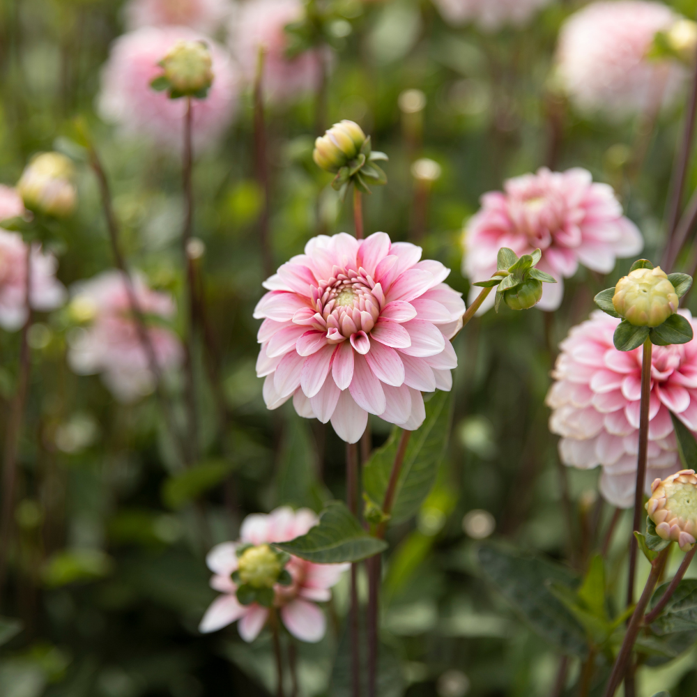 Dahlia 'Strawberry Cream'