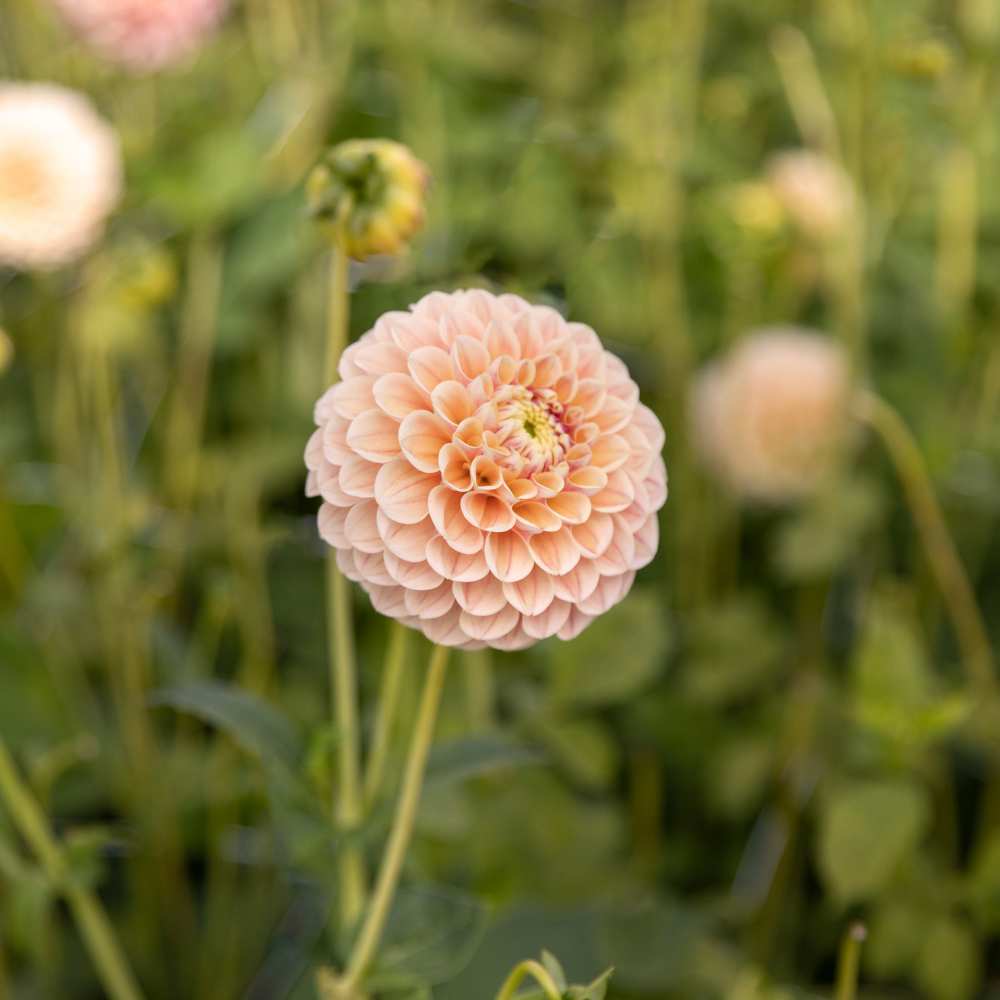 Dahlia 'Sweet Suzanne'