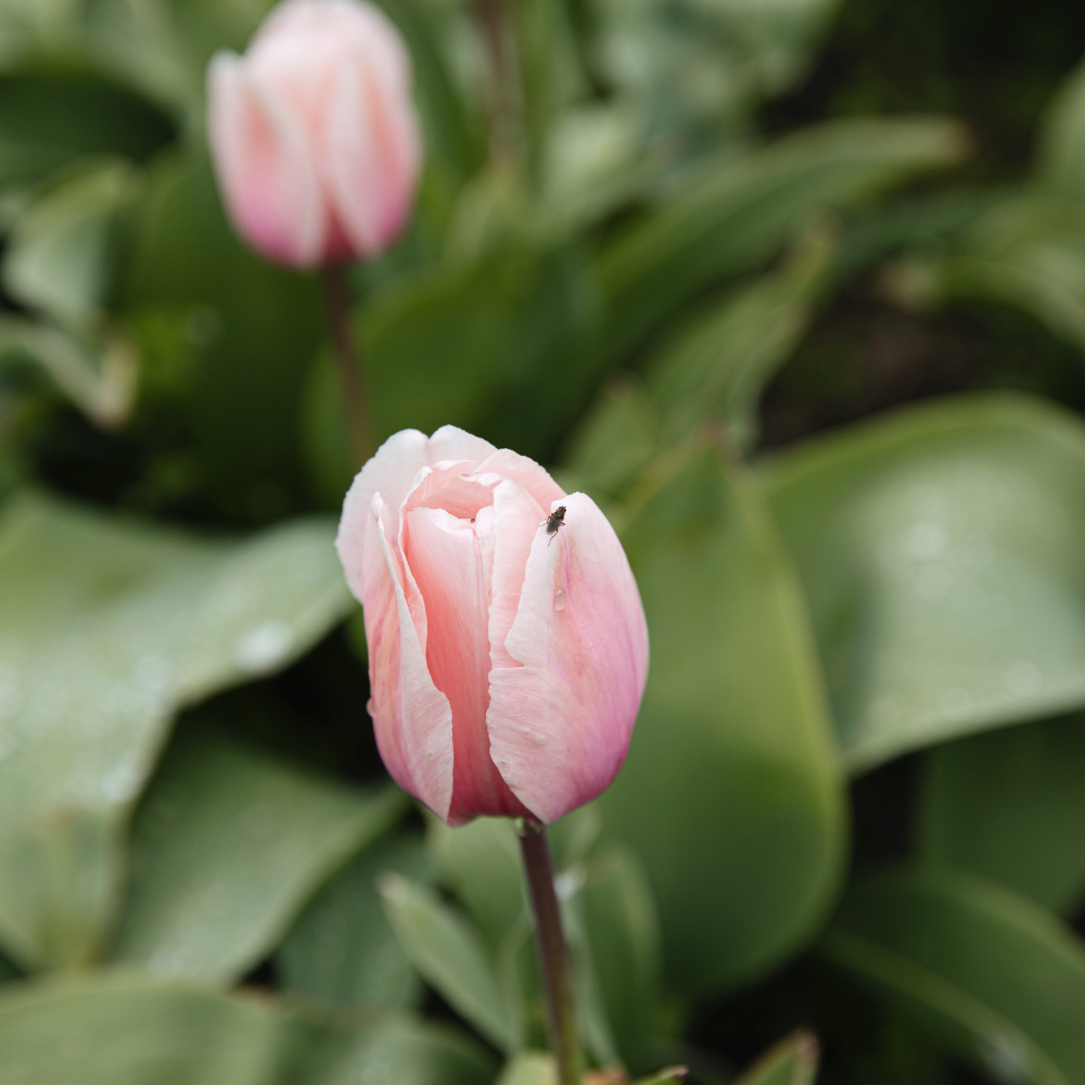 Tulip 'Salmon Impression' BIO