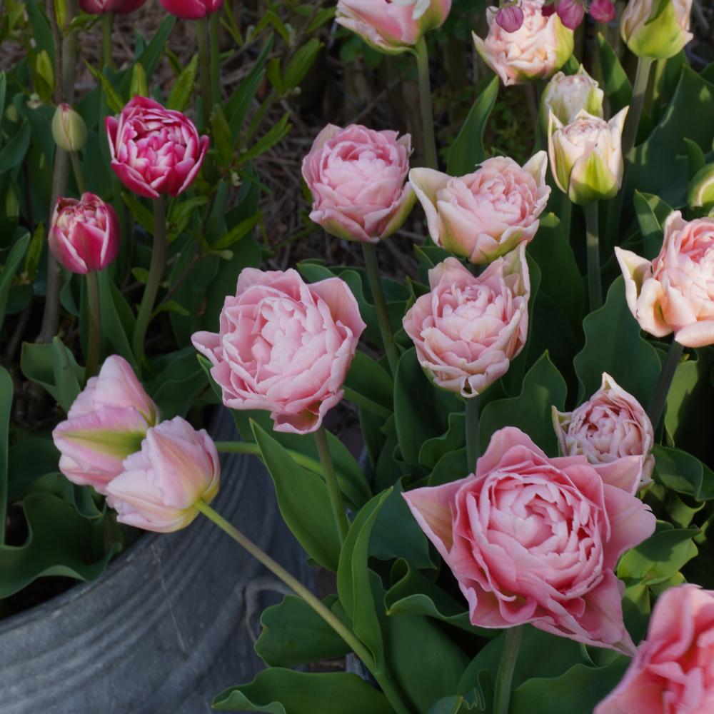 Tulip 'Design Impression' BIO