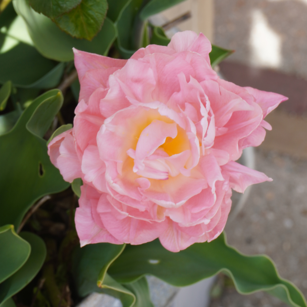 Tulip 'Design Impression' BIO