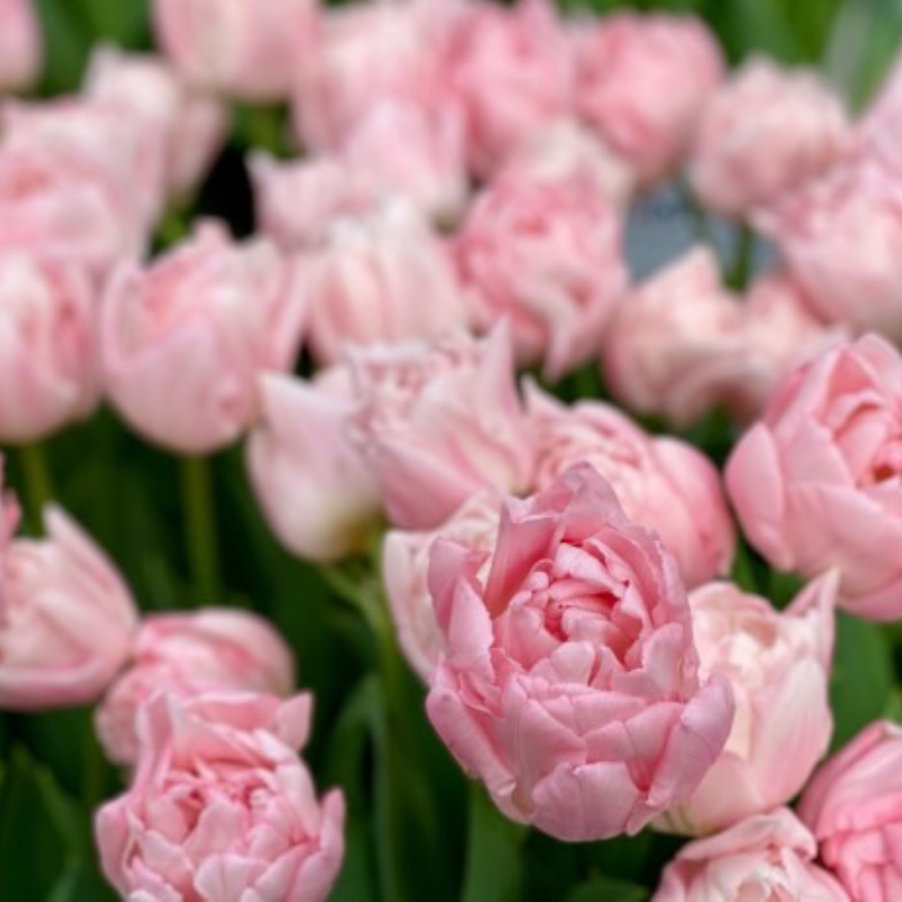 Tulip 'Design Impression' BIO