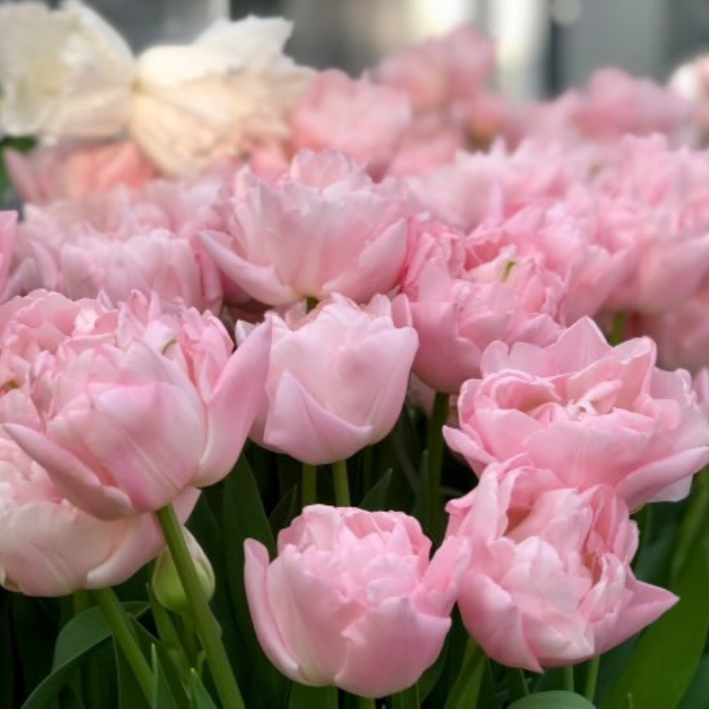 Tulip 'Design Impression' BIO