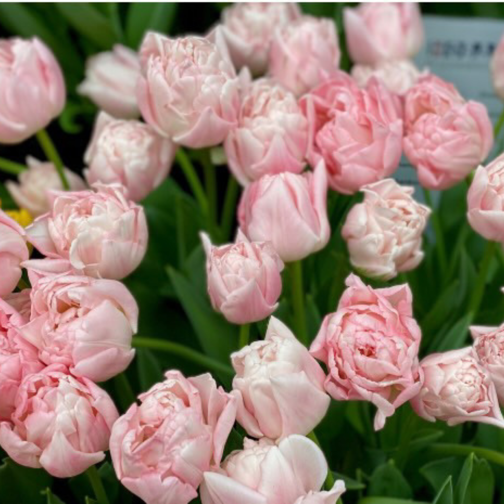 Tulip 'Design Impression' BIO