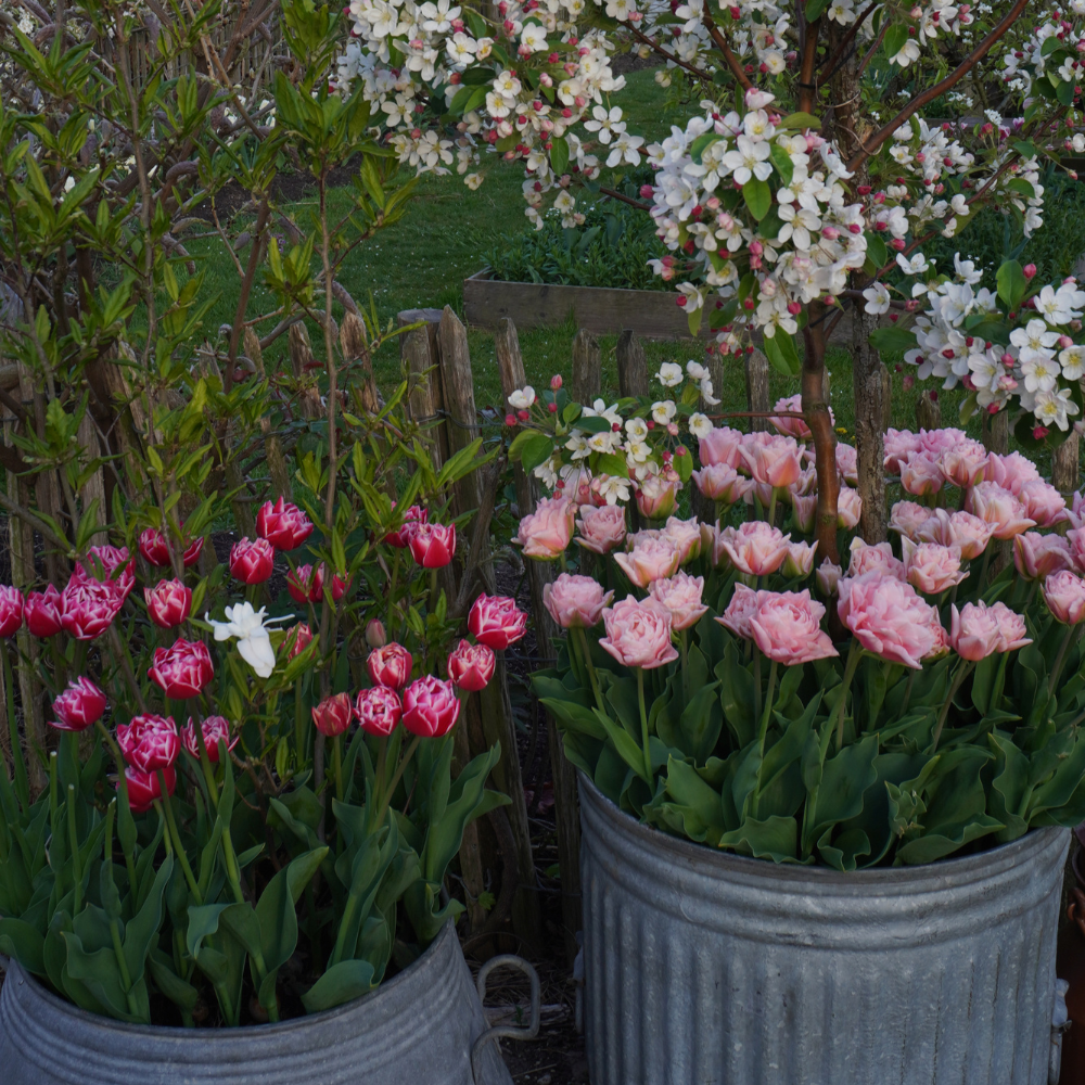 Tulip 'Design Impression' BIO