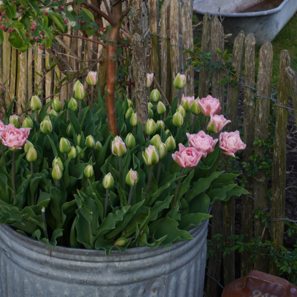 Tulp 'Dreamer' BIO