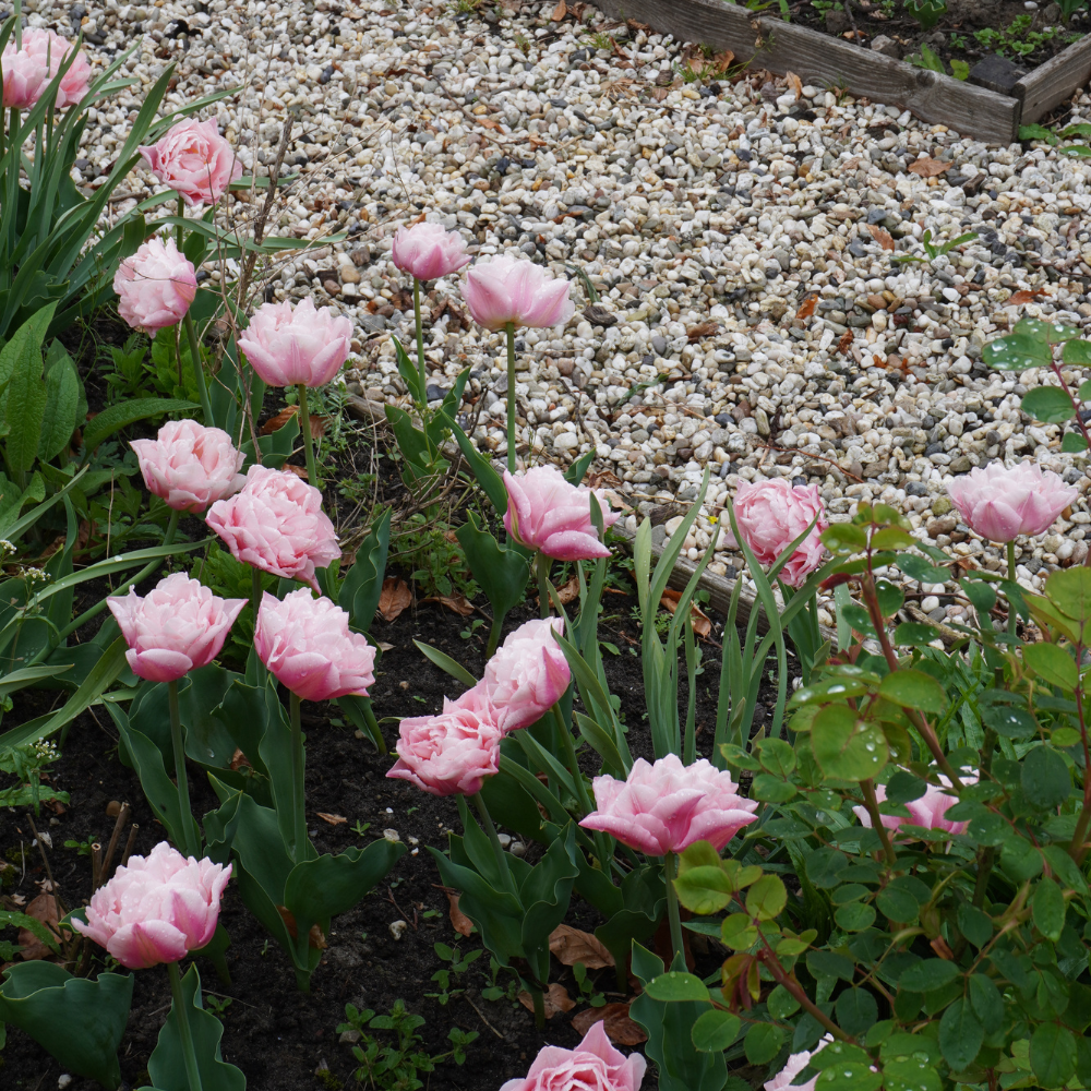 Tulipe 'Design Impression' BIO