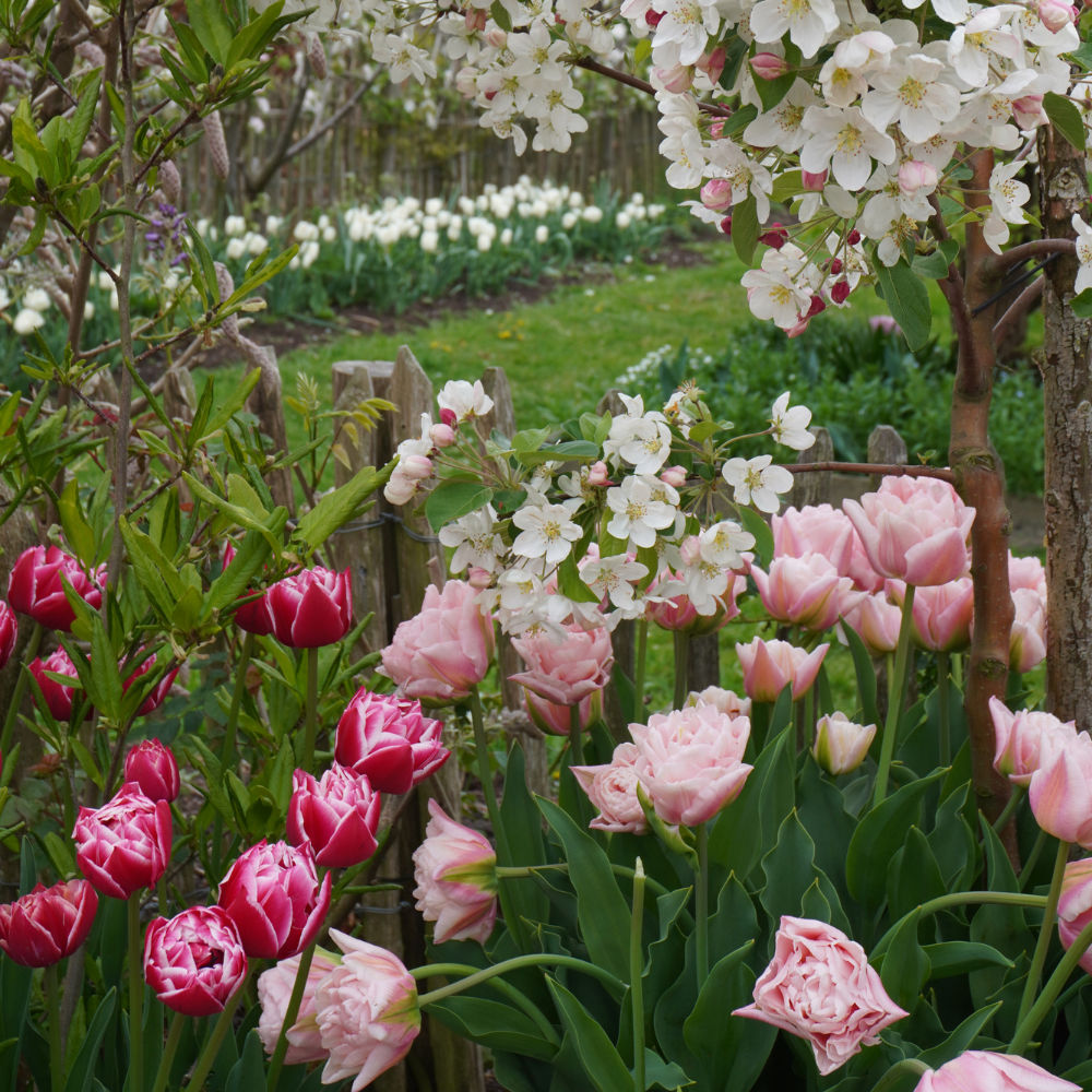 Tulipe 'Design Impression' BIO