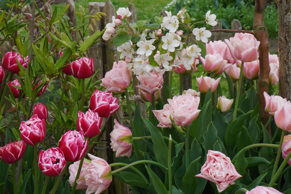 Tulp 'Dreamer' BIO