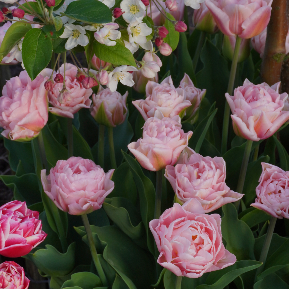 Tulp 'Dreamer' BIO