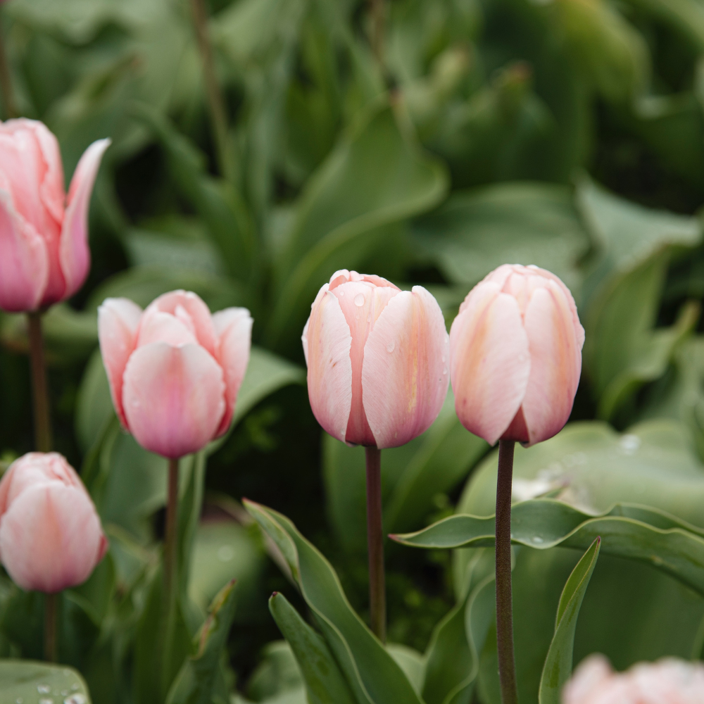 Tulip 'Salmon Impression' BIO