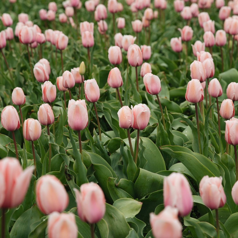 Tulip 'Salmon Impression' BIO