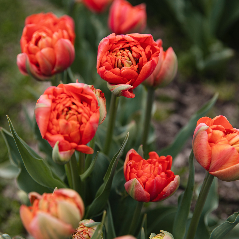 Tulip 'Andante' BIO
