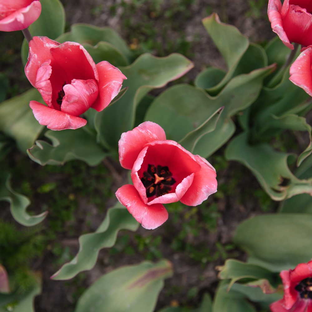 Tulip 'Design Impression' BIO