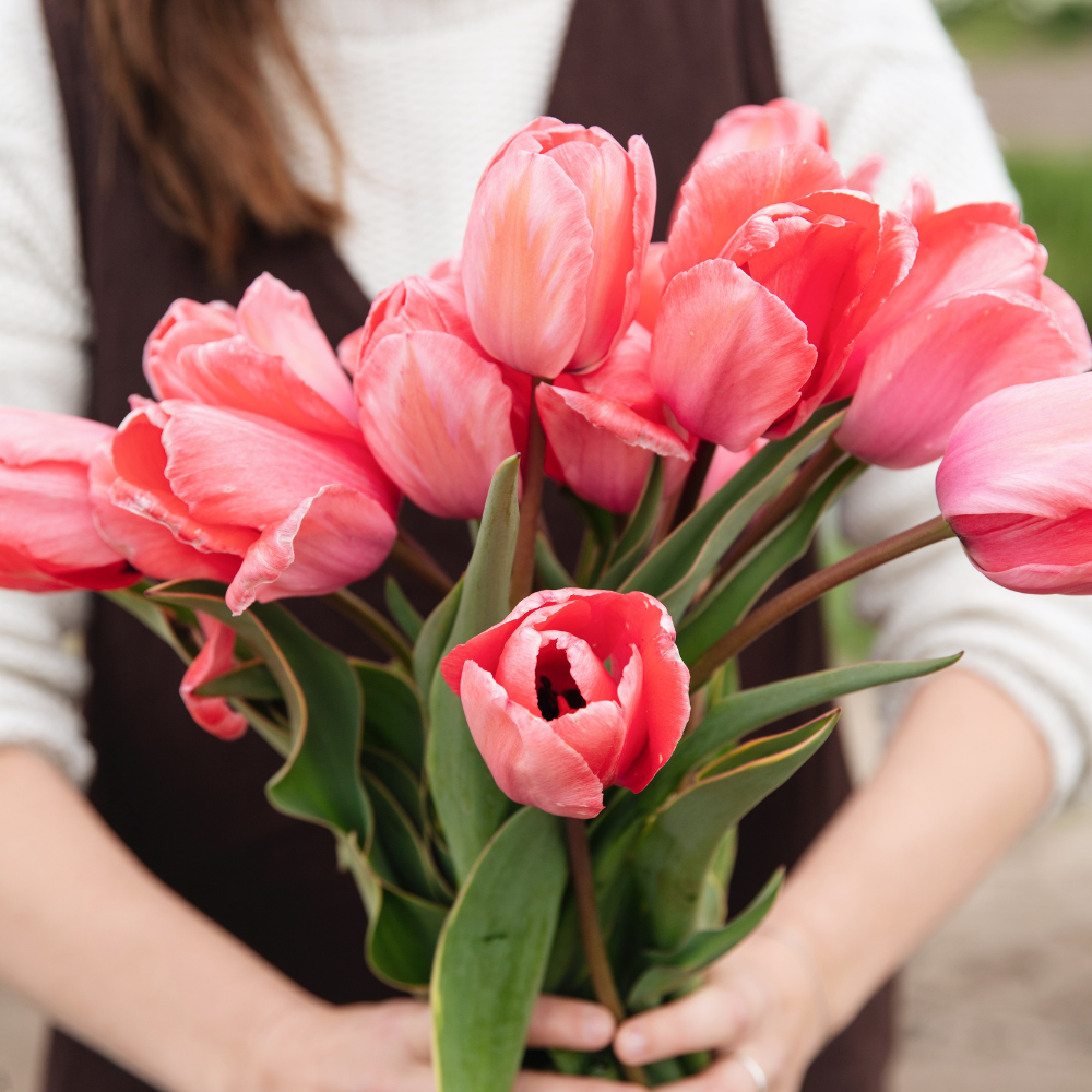 Tulip 'Design Impression' BIO