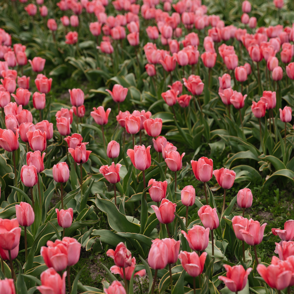 Tulip 'Design Impression' BIO