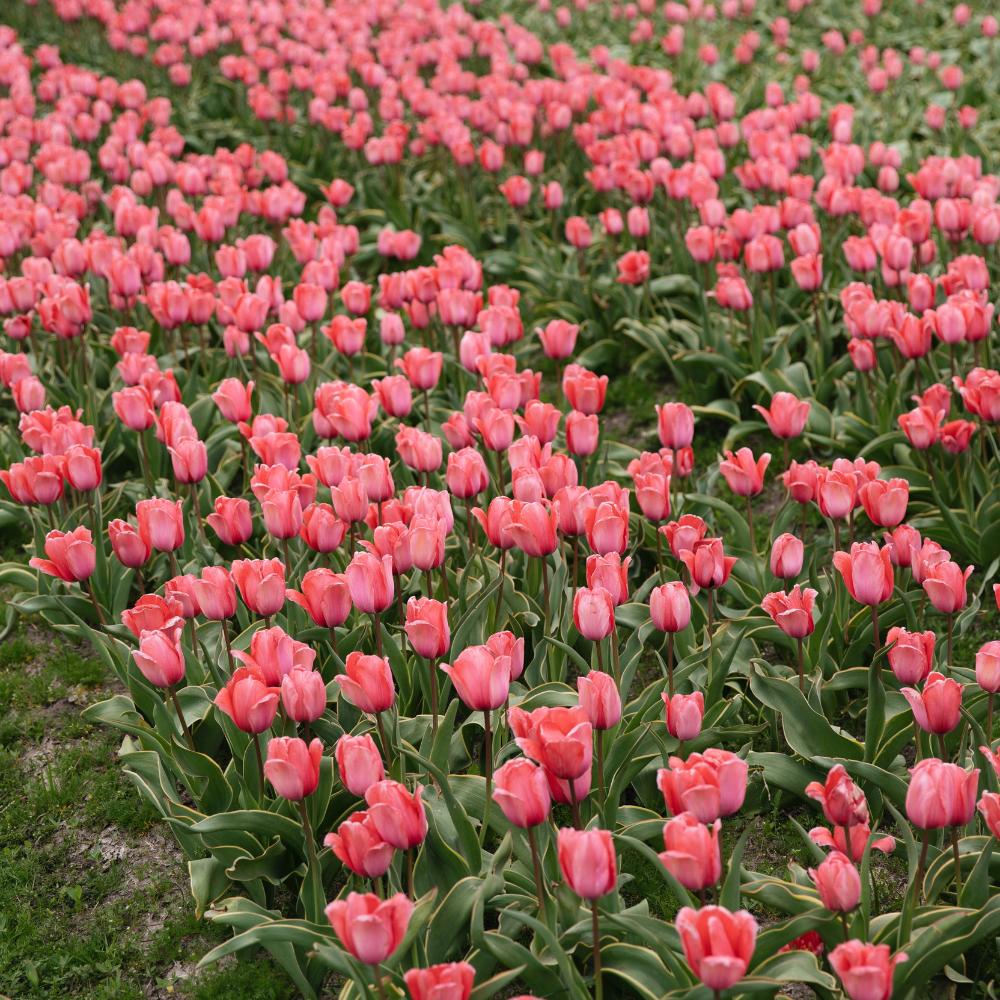 Tulip 'Design Impression' BIO