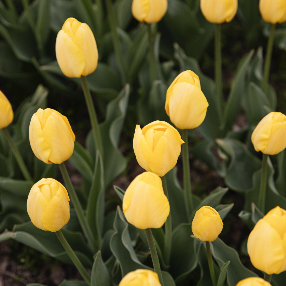 Tulip 'Novi Sun' BIO
