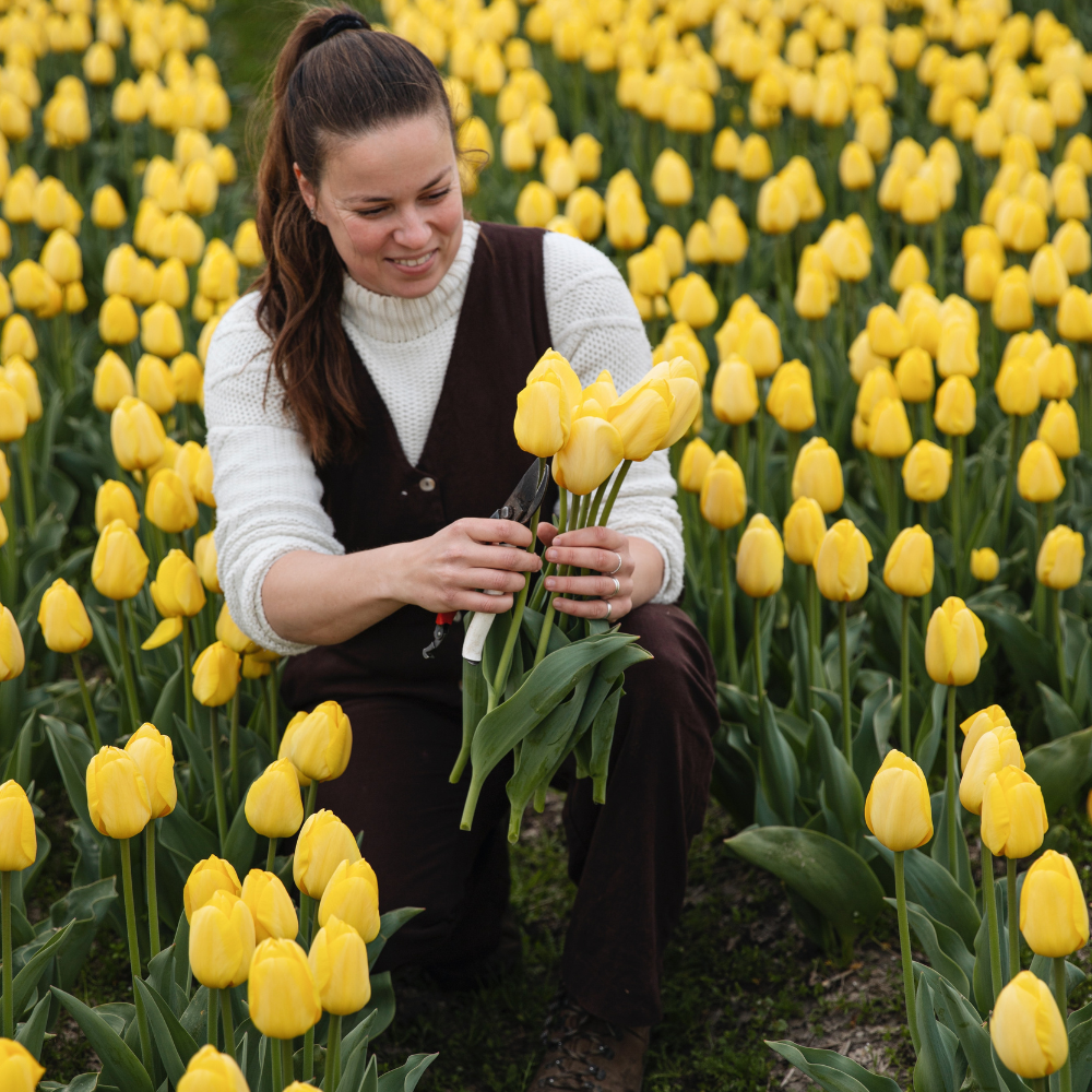 Tulip 'Novi Sun' BIO