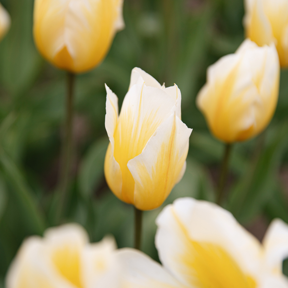 Tulip 'Sweetheart' BIO