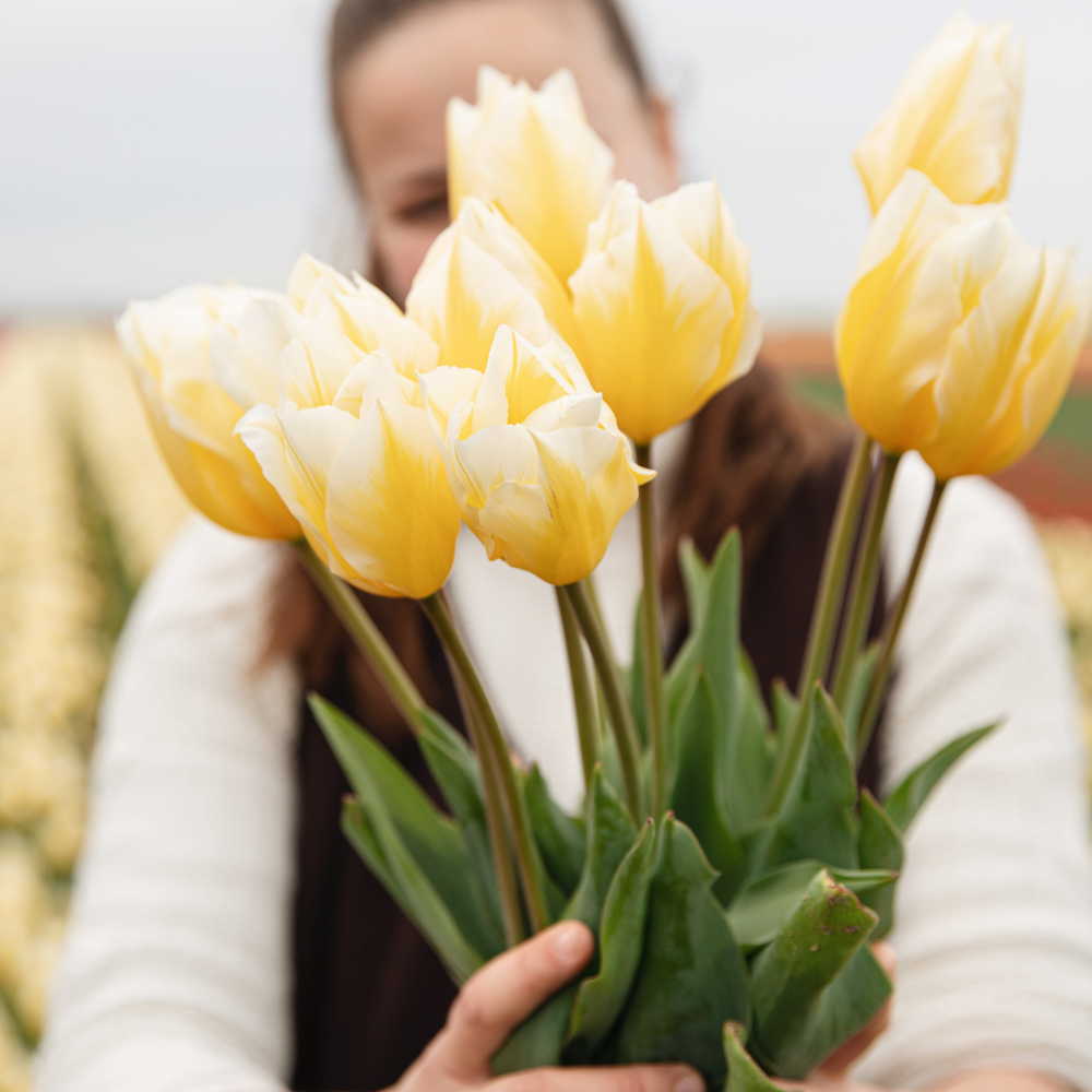 Tulip 'Sweetheart' BIO