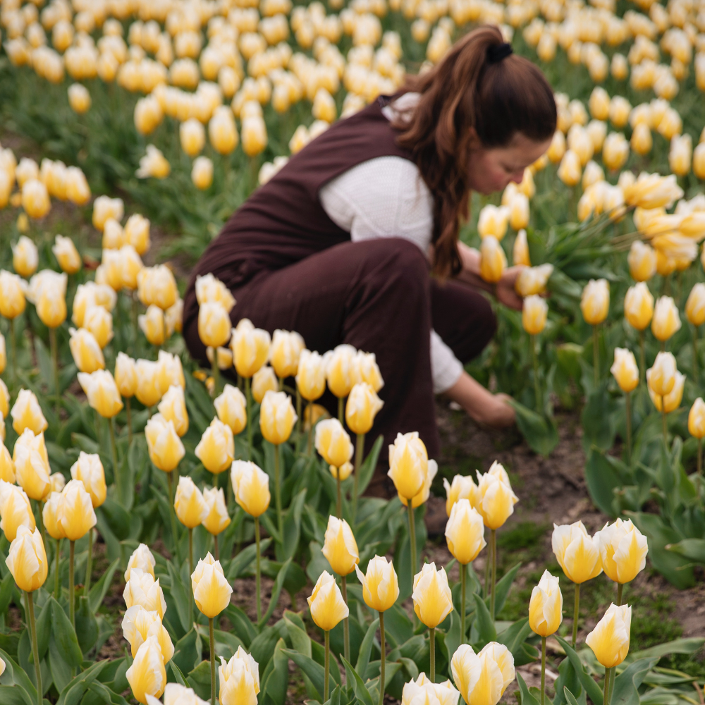 Tulip 'Sweetheart' BIO