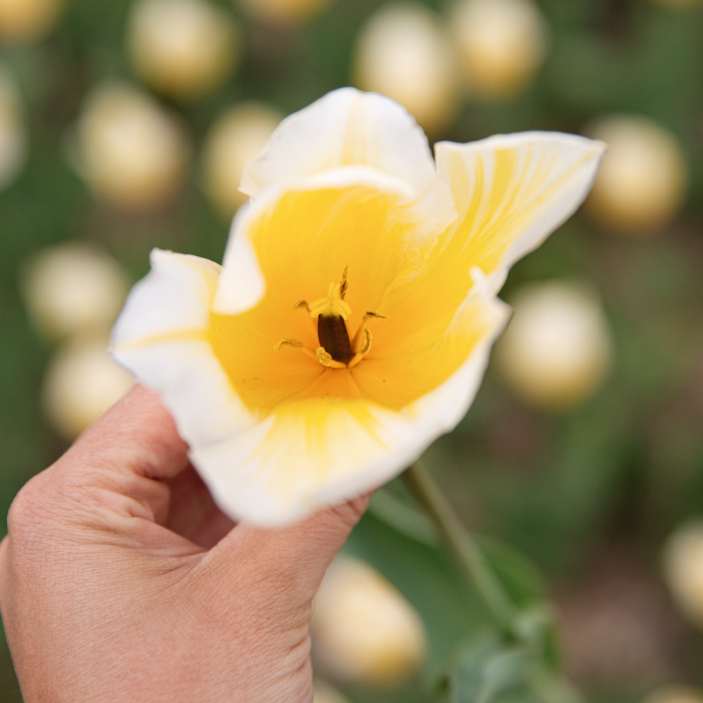 Tulip 'Sweetheart' BIO