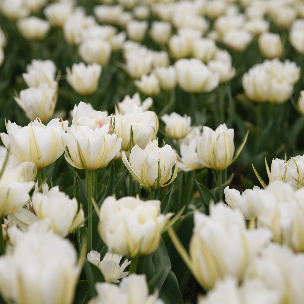Tulip 'White Valley' BIO