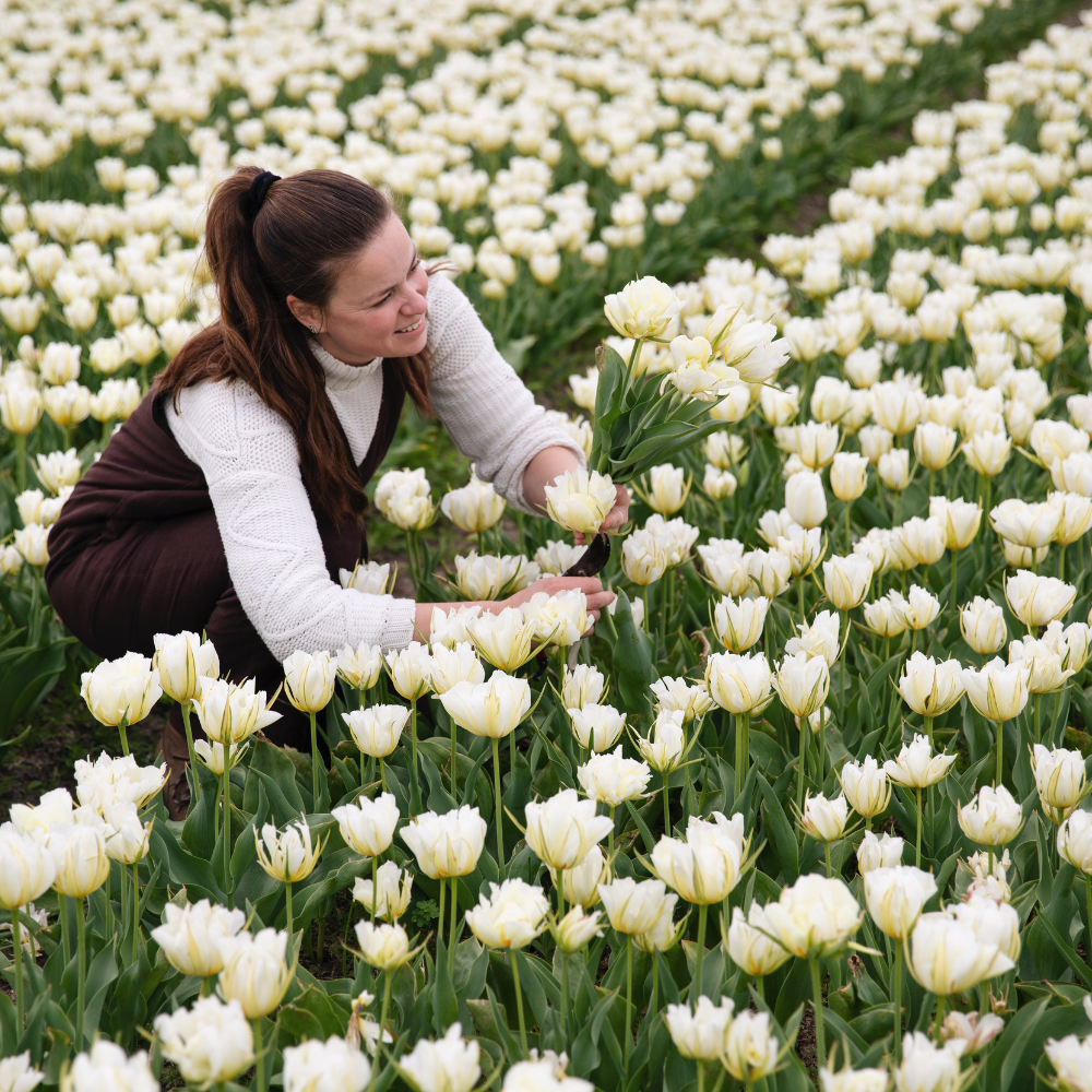 Tulip 'White Valley' BIO