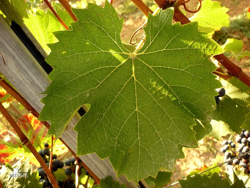 Vigne Prior sur porte-greffe SO4 (Piwi - résistant)