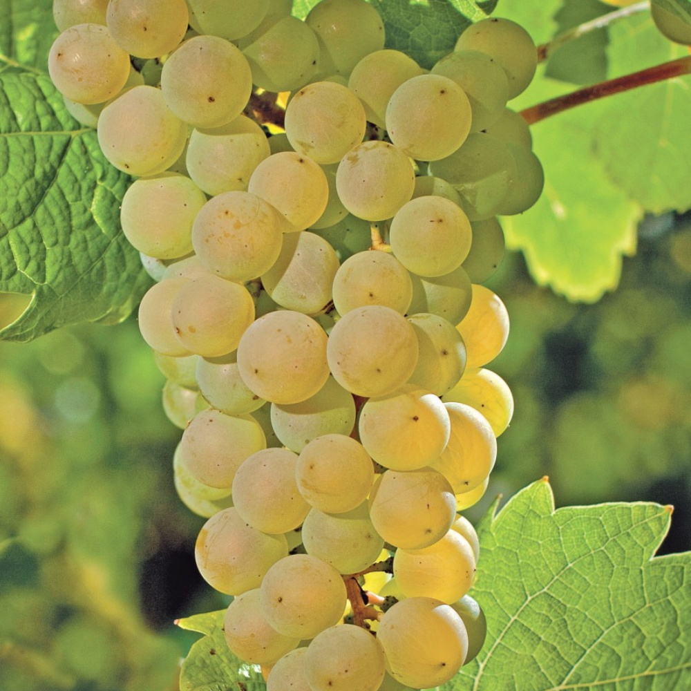 Vigne Johanniter sur porte-greffe SO4 (Piou - résistant)