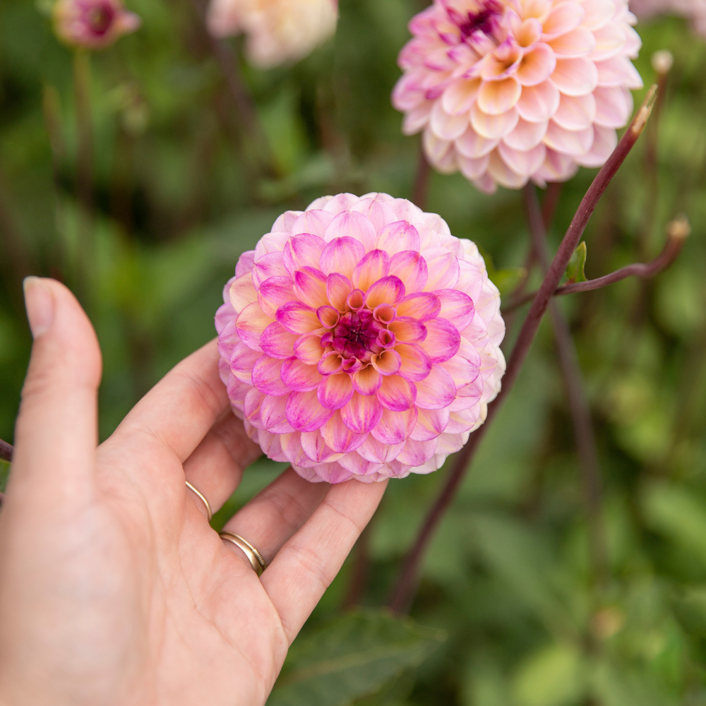 Dahlia 'Wine Eyed Jill'