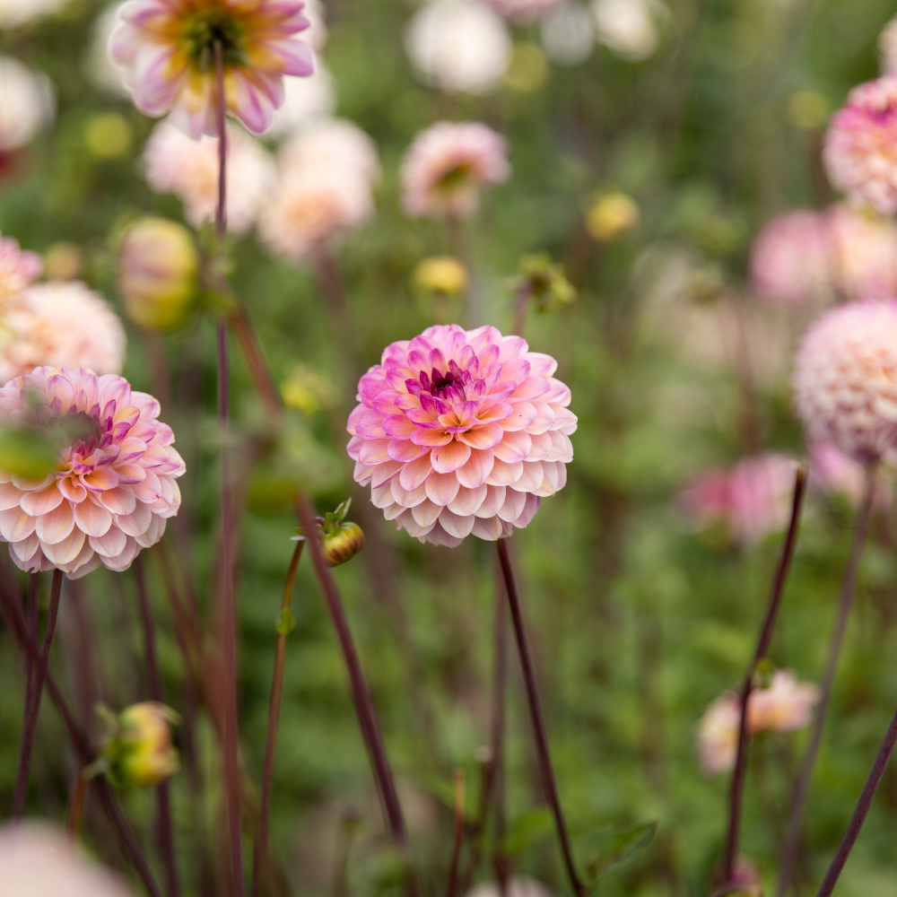 Dahlia 'Wine Eyed Jill'