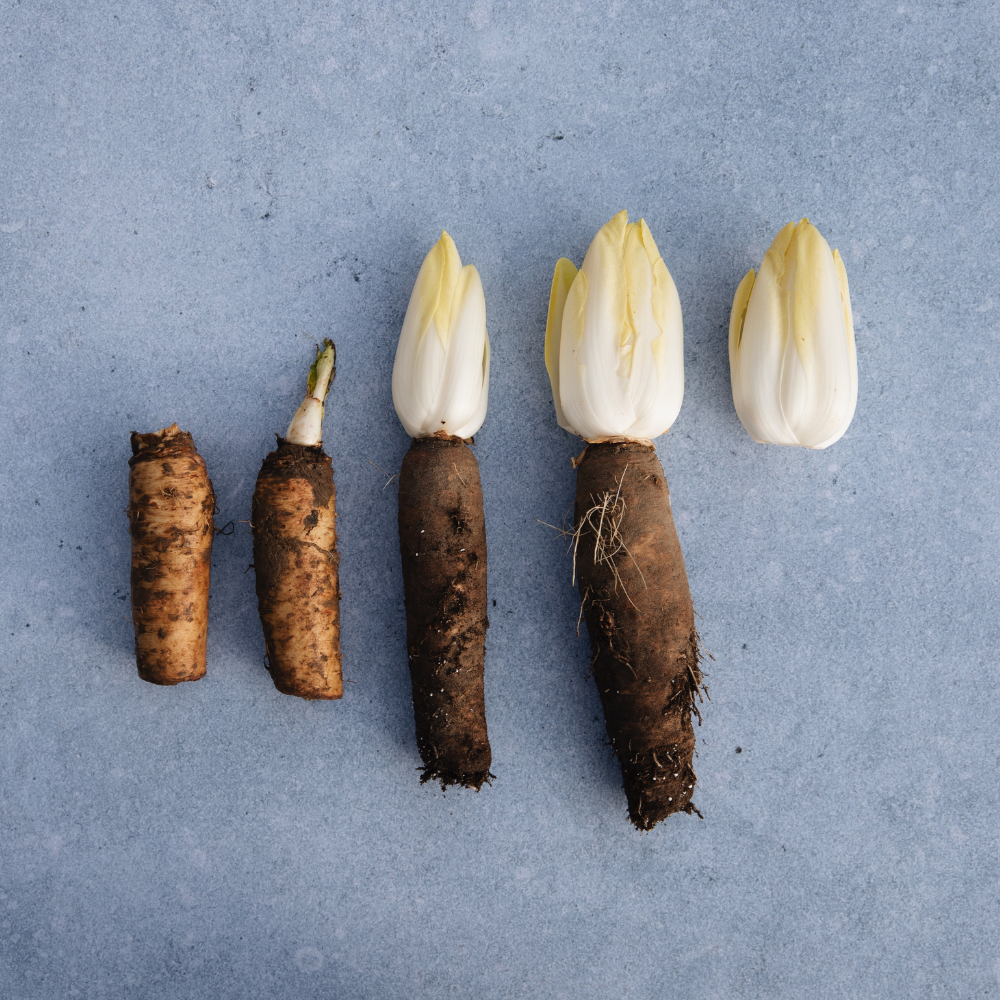 Kit de culture de chicorée - Conteneur de culture et 50 racines de chicorée