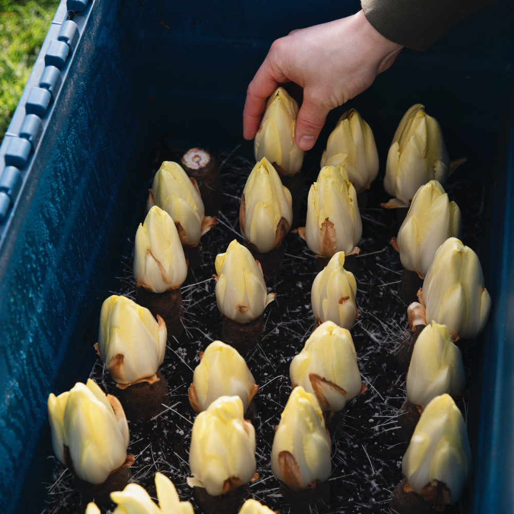 Kit de culture de chicorée - Conteneur de culture et 50 racines de chicorée