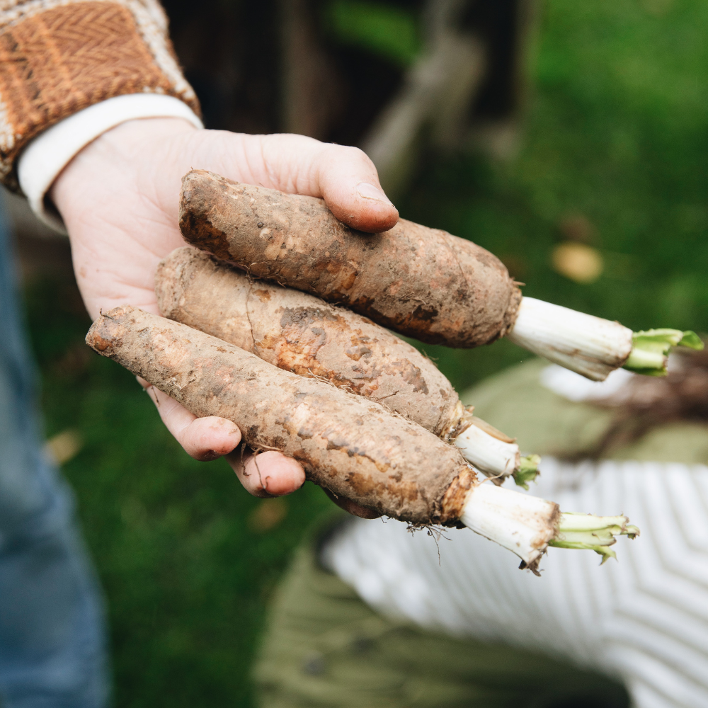 Chicory growing set - Growing tray and 50 chicory roots