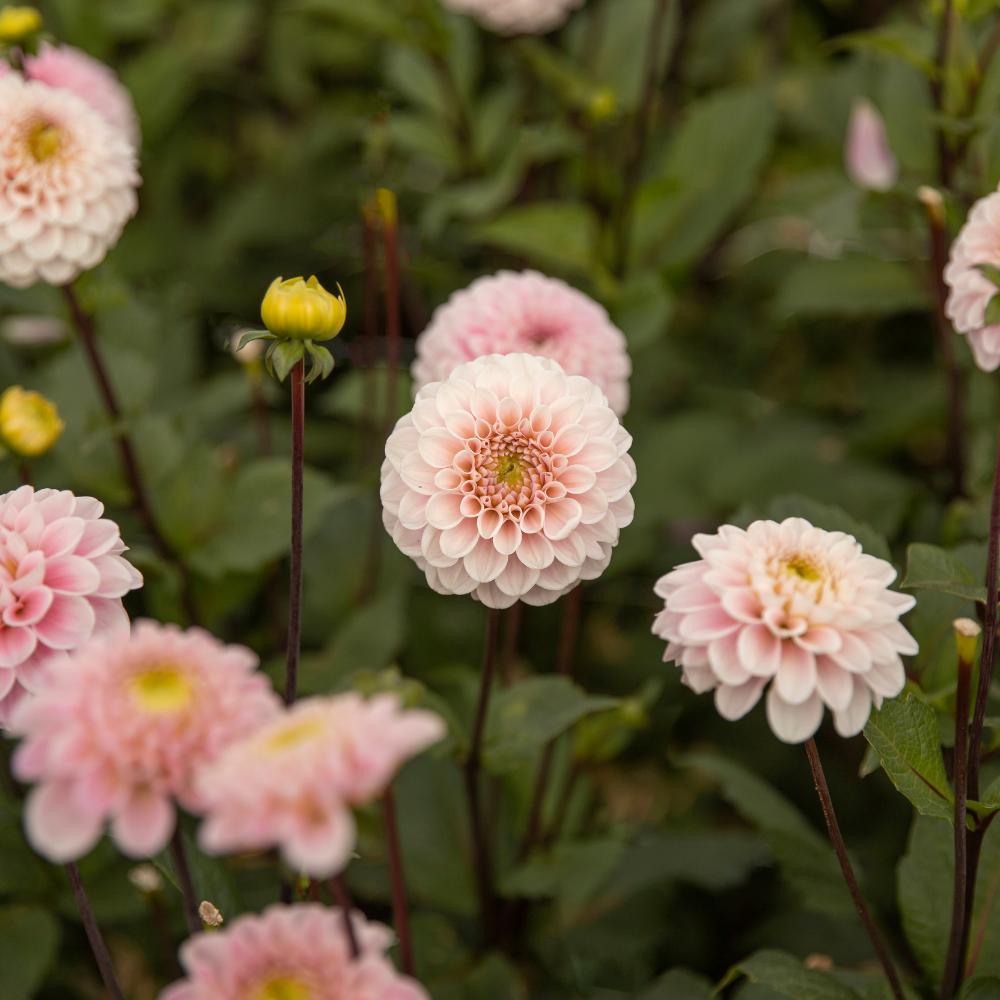 Dahlia 'Le Magicien d'Oz'