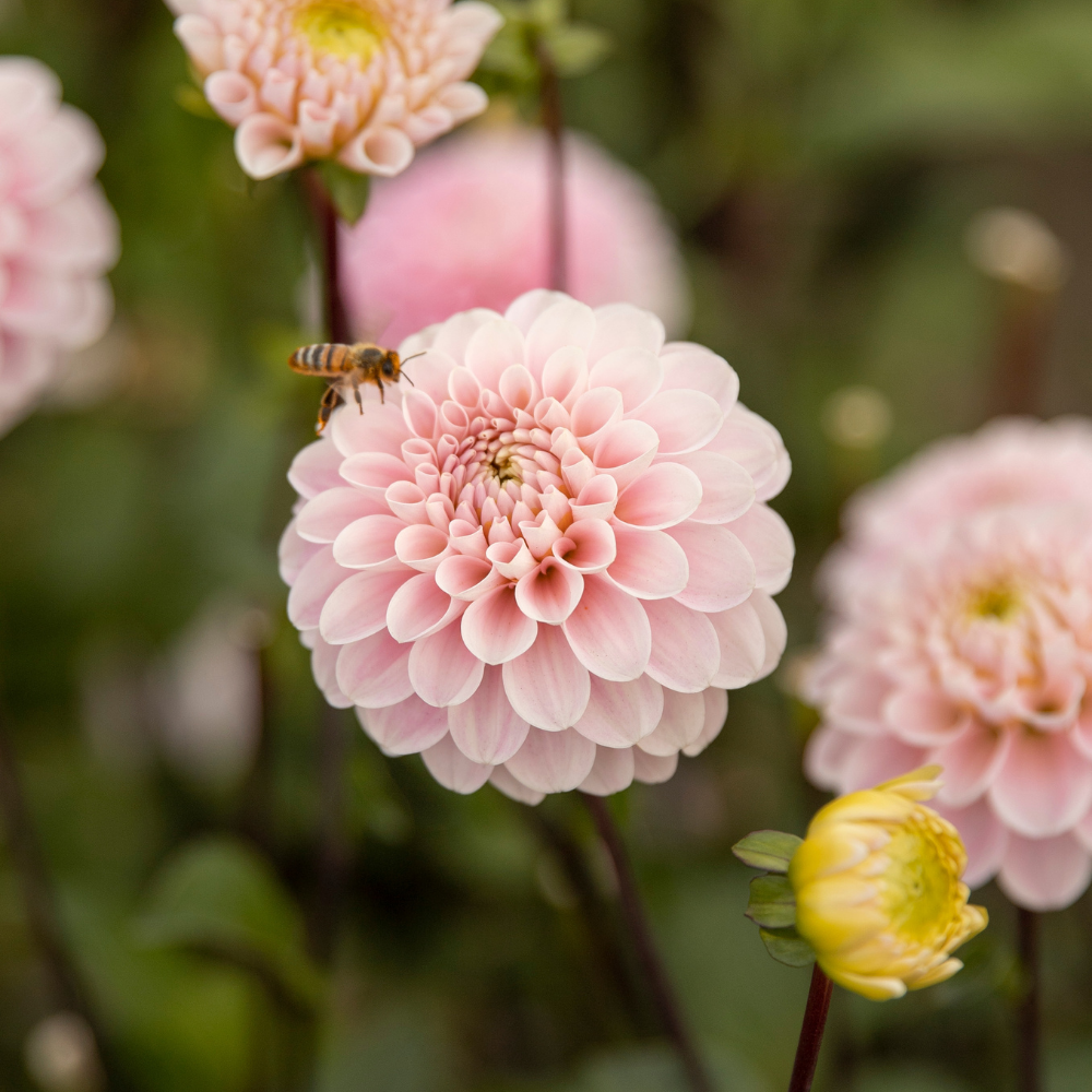 Dahlia 'Le Magicien d'Oz'