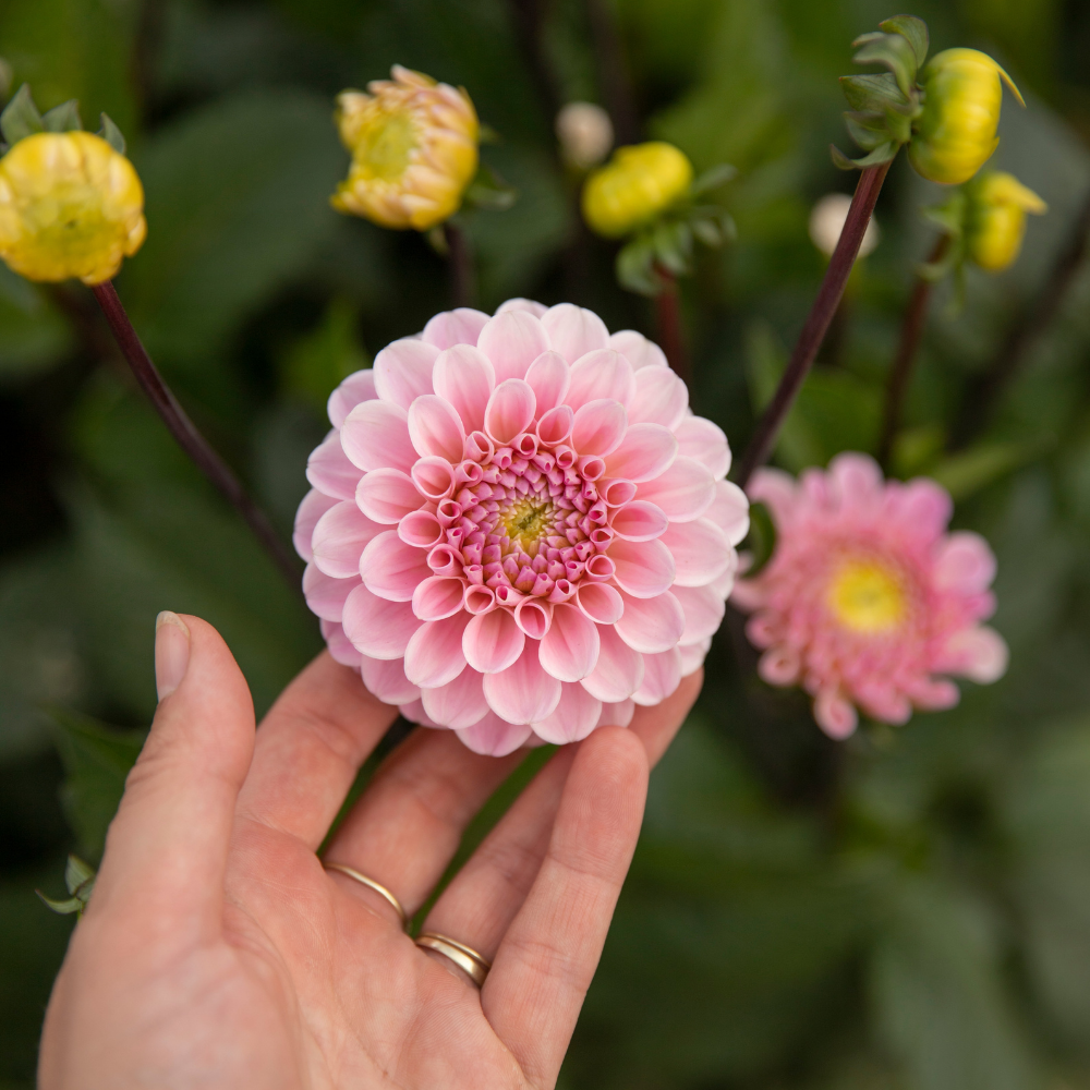 Dahlia 'Le Magicien d'Oz'