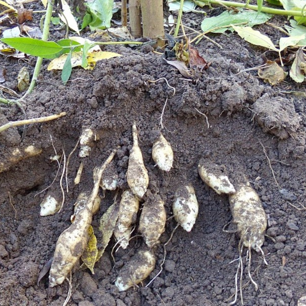 Sunroot (Helianthus strumosus) - 5 tubercules