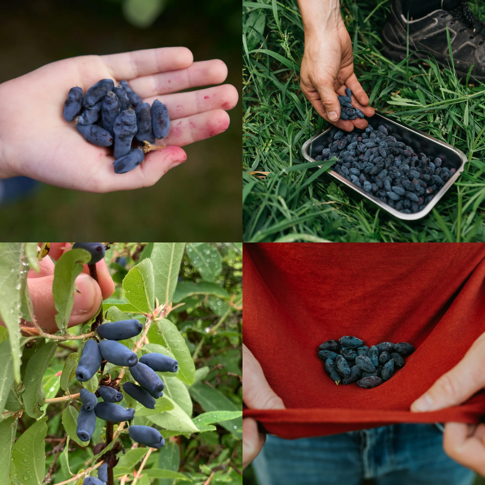 Honingbes pakket BIO - 4 variëteiten