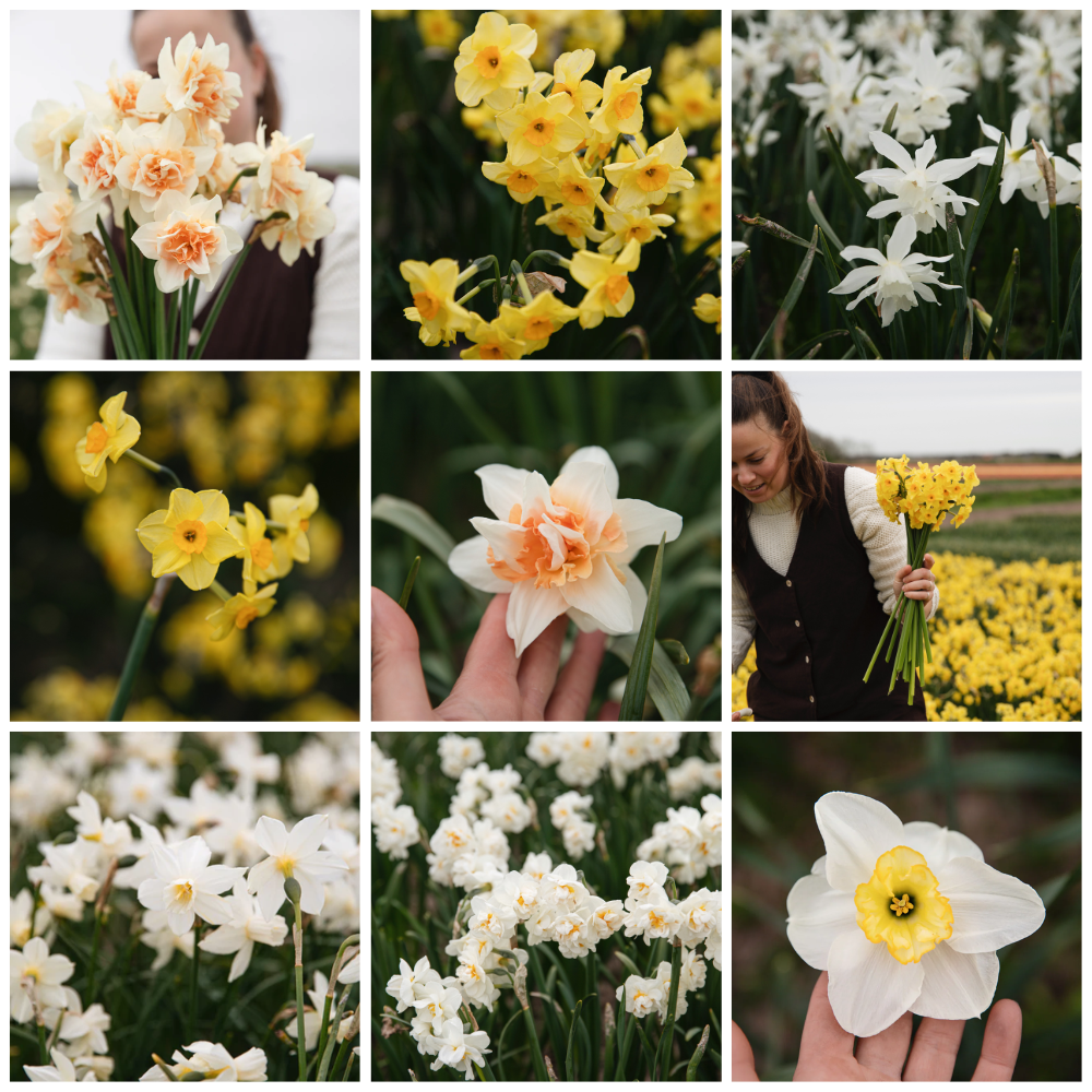 Narcissus 'Salomé' BIO