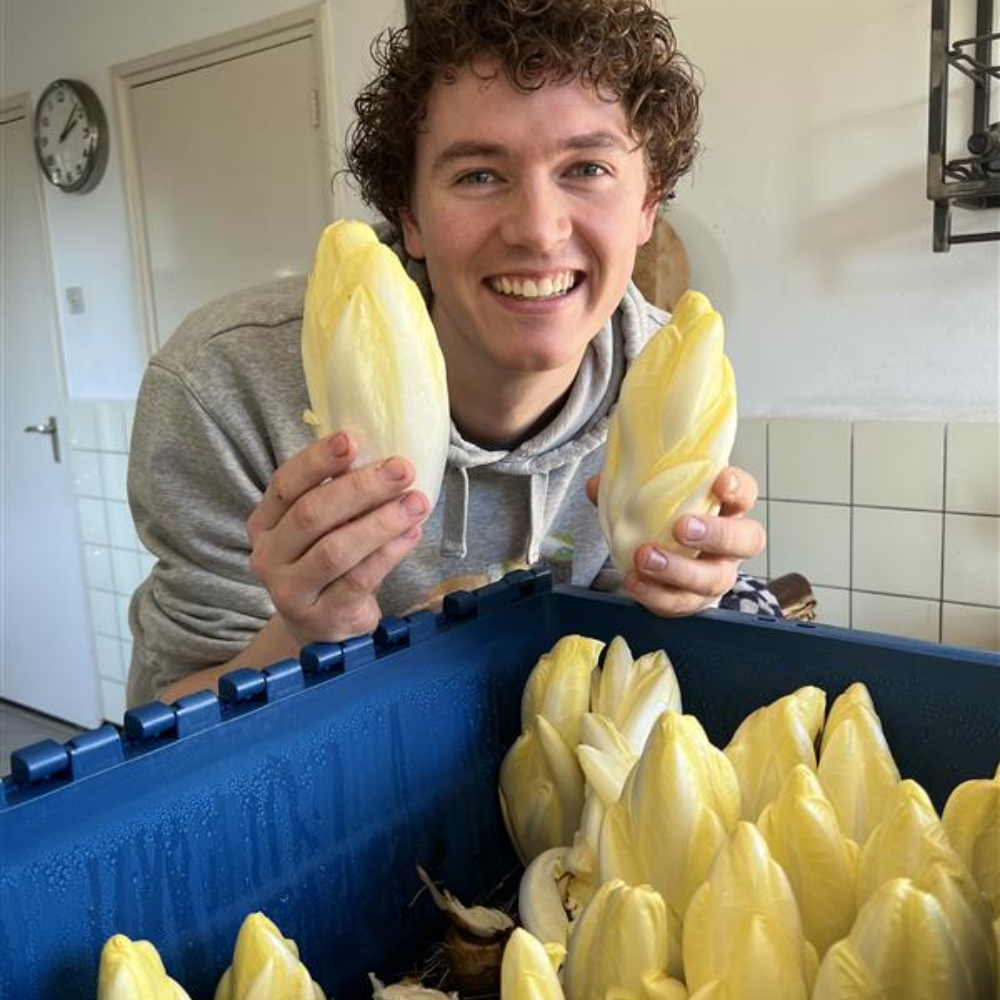 Chicory growing set - Growing tray and 50 chicory roots