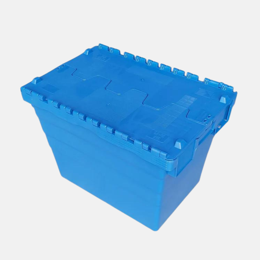 Chicory growing set - Growing tray and 50 chicory roots